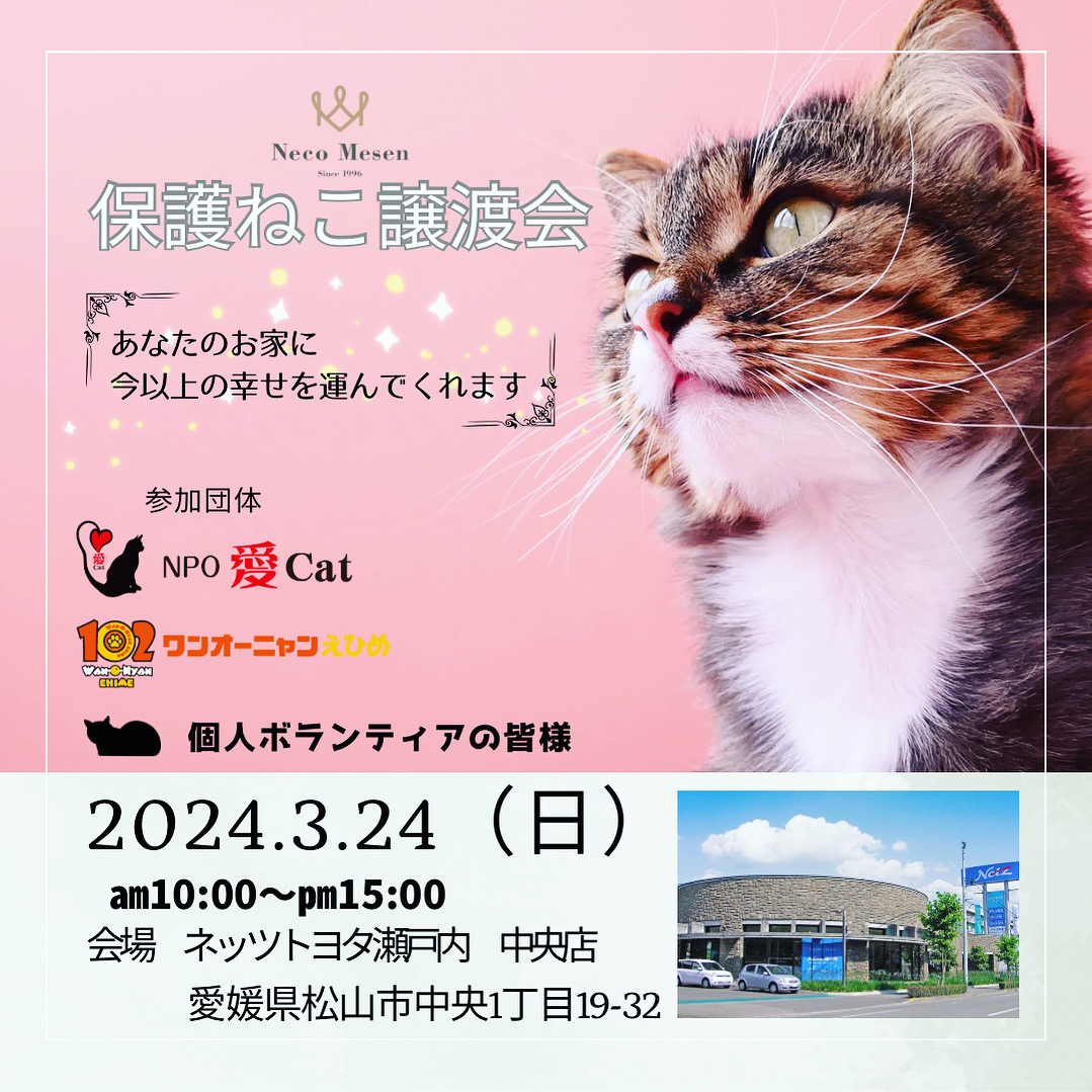 2023.3.24(日）ねこの譲渡会 / ねことひとにやさしい、ねことの暮らし